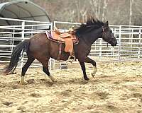 black-rf-lh-rh-stockings-horse