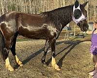 belle-mustang-horse
