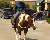 penning-paint-horse