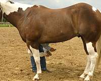 ranch-paint-horse