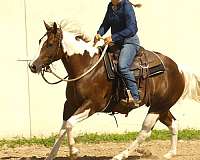 ranch-versatility-paint-horse