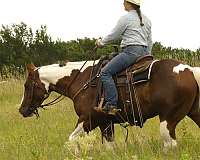 ranch-work-paint-horse