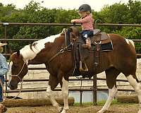ridden-western-paint-horse