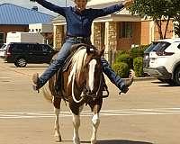roping-paint-horse