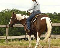 team-penning-paint-horse