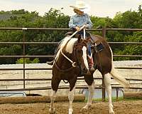 trail-class-competition-paint-horse