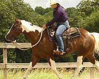 trail-paint-horse