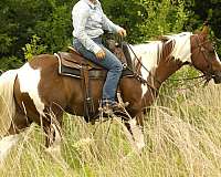 trail-riding-paint-horse