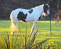 breeding-drum-gypsy-vanner-horse