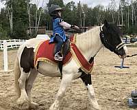 area-gypsy-vanner-horse