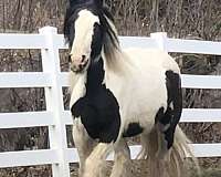 bombroof-gypsy-vanner-horse