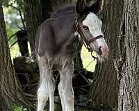 black-sabino-breeding-show-horse