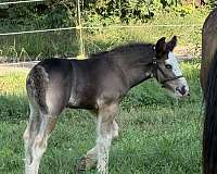 black-sabino-horse-for-sale