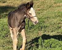 gypsy-vanner-colt