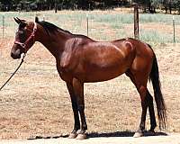 dressage-arabian-horse