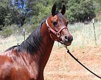 endurance-arabian-horse