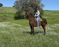 horsemanship-arabian-horse