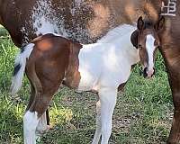 all-around-paint-horse