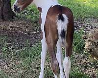 barrel-paint-horse