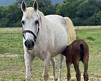 chocolate-ranch-stallion-horse