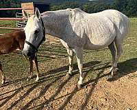 dun-ranch-stallion-horse