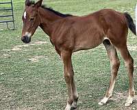 ranch-stallion-broodmare