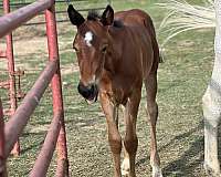 chocolate-aqha-stallion