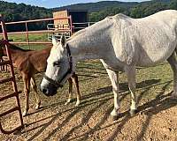 quarter-horse-mare