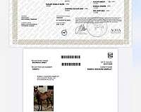 quarter-horse