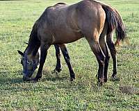 buckskin-appaloosa-spotted-filly-mare