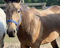 roping-appaloosa-spotted-horse