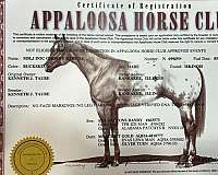 buckskin-aphc-aqha-filly-mare