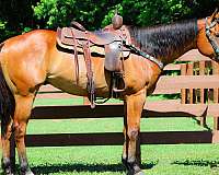 all-around-paint-horse