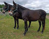 none-horse