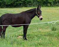 black-none-horse