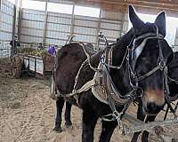 mules