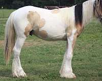homozygous-black-gelding-stallion