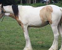 black-gvhs-gelding-stallion