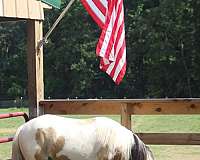 gypsy-vanner-stallion