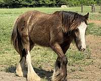 black-buckskin-homozygous-horse