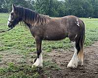 black-buckskin-homozygous-black-horse