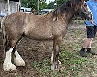 black-buckskin-gvhs-gelding-stallion