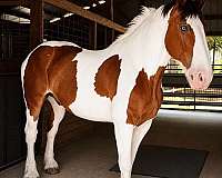 draft-horse