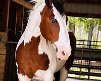 driving-draft-horse