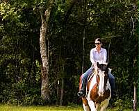 endurance-draft-horse