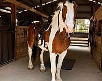experienced-draft-horse
