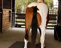 flashy-draft-horse