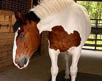 kid-safe-draft-horse