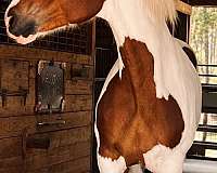 performance-draft-horse