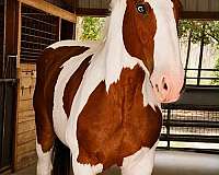 ranch-draft-horse